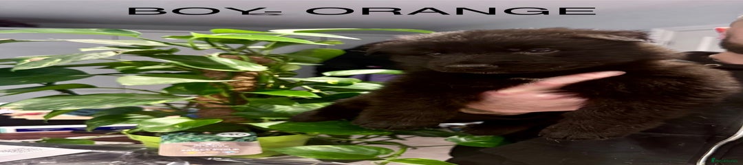 German Shepherd Puppy - Orange