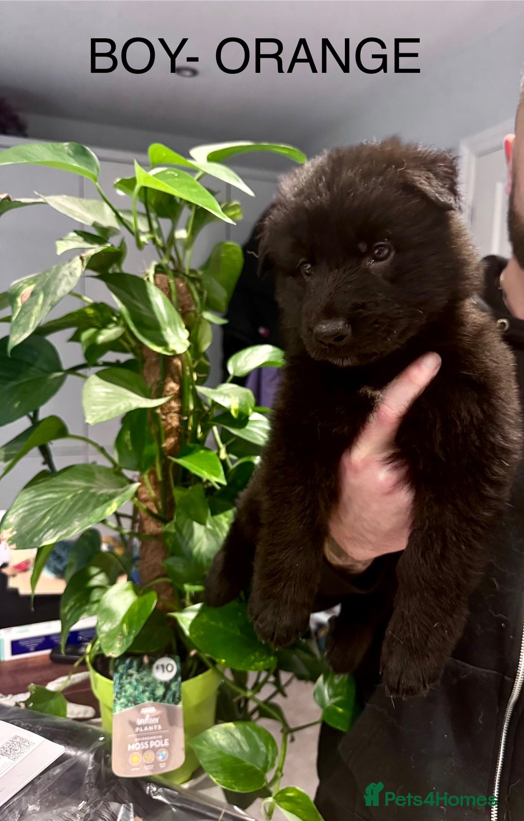 German Shepherd dogs for sale: Adorable German Shepherd Pups - Advert 7