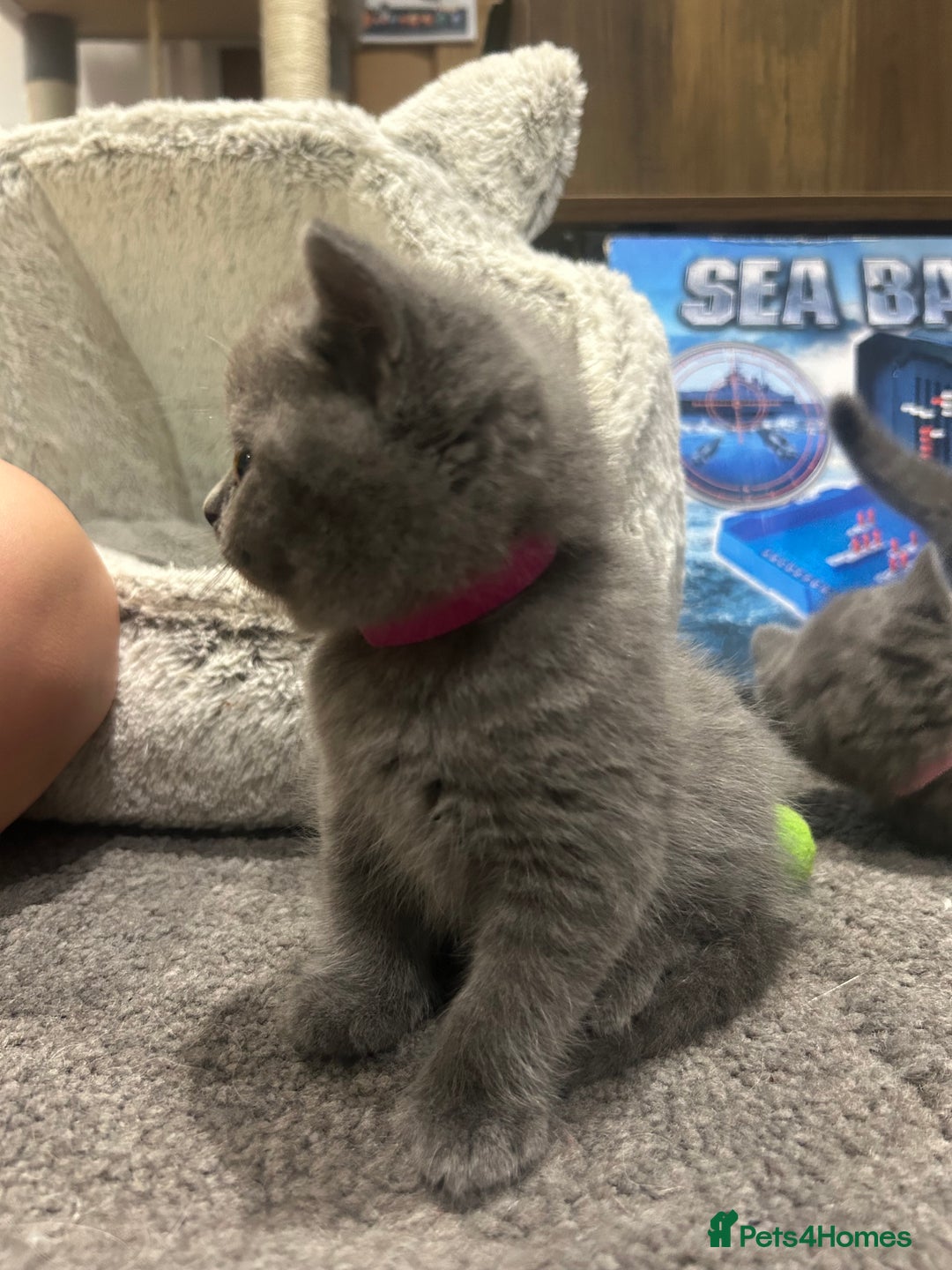 British Shorthair cats for sale: Pedigree Blue British Shorthair 💙💙💙💗💗💗💗 - Image 23