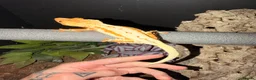 Gecko reptiles for sale: Crested gecko breeding collection  - Advert 4