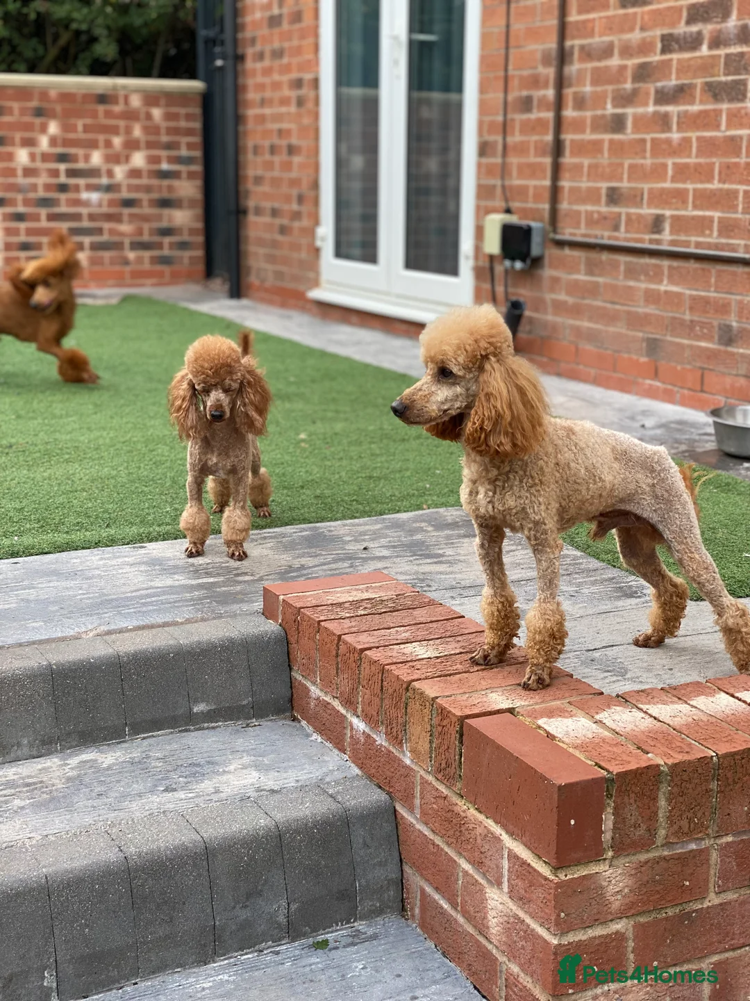 Maltese dogs for stud: Donnajays 5* PROVEN, HEALTH TESTED & PROFESSIONAL in Stafford - Advert 6