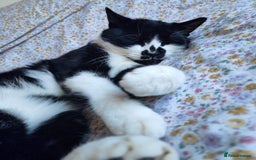 Domestic Shorthair cats for sale: Male Cat - Urgent need of rehoming  - Image 2