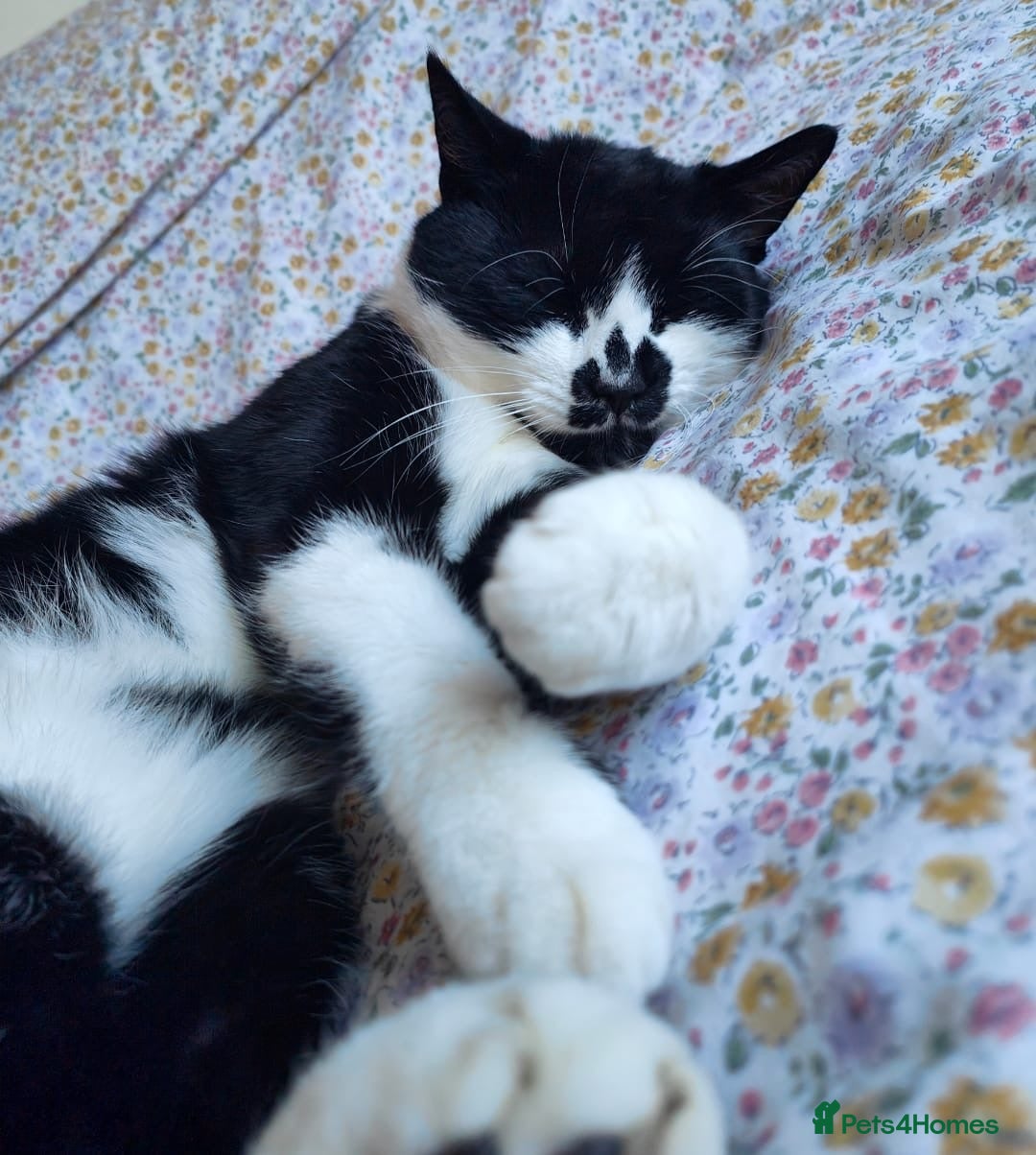 Domestic Shorthair cats for sale: Male Cat - Urgent need of rehoming  - Image 2