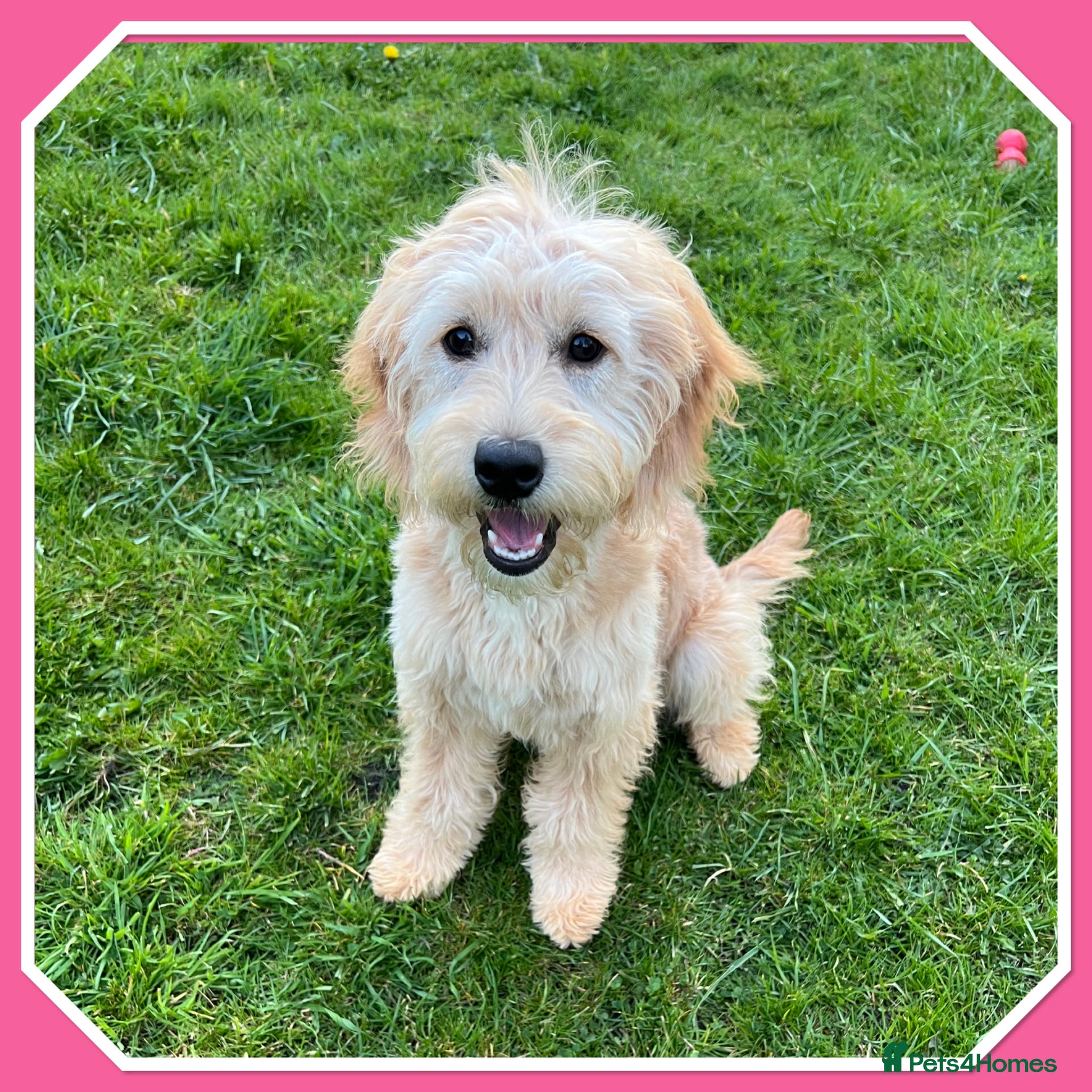 Mini Goldendoodle dogs 🐾ADORABLE F1 MINIATURE GOLDEN DOODLE GIRL🐾 - Advert 3