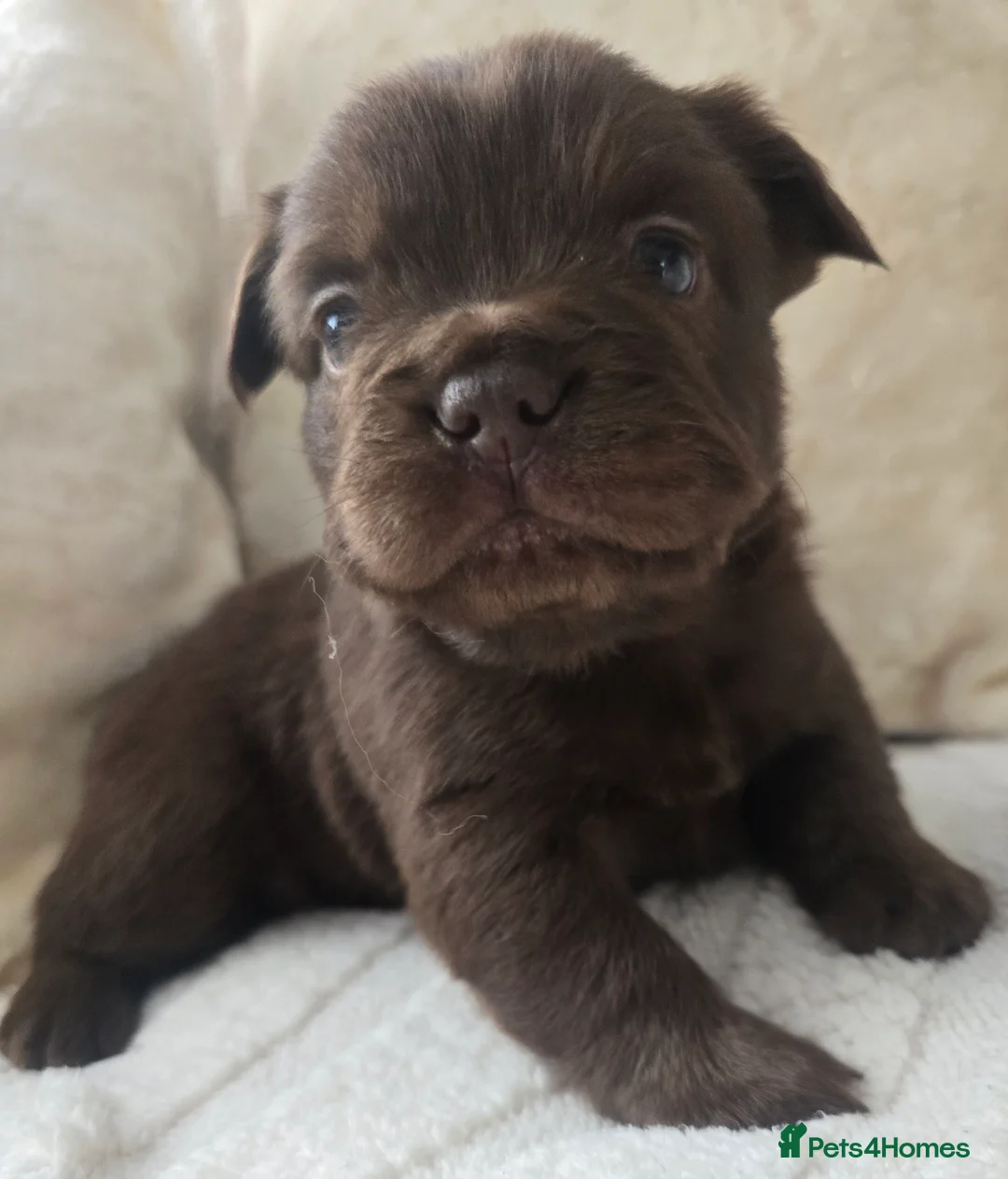 French Bulldog dogs for sale: Fluffy Frenchie  - Advert 15