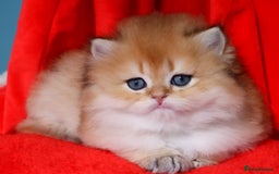 British Longhair cats for sale: ✨Golden British Longhair - Exclusive Kittens✨*🧿 - Advert 3