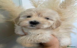 Labradoodle dogs for sale: Waiting List Mini and Medium Doodles - Image 8