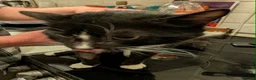 Mixed Breed cats for sale: £20 adult cats need new loving home!  - Advert 2