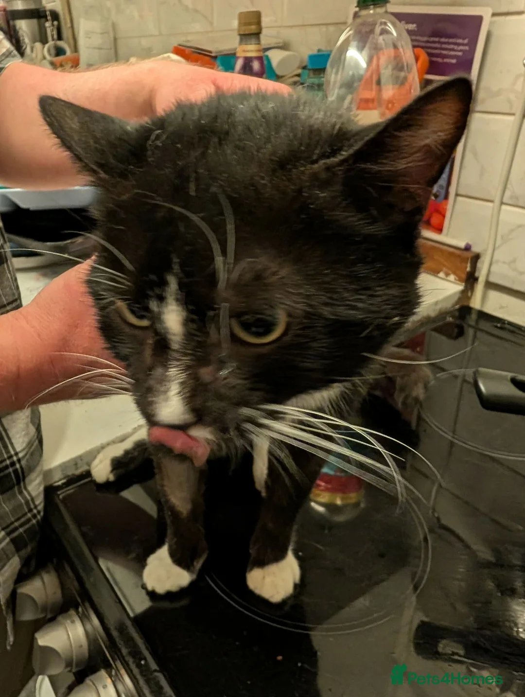 Mixed Breed cats for sale: £20 adult cats need new loving home!  - Advert 2