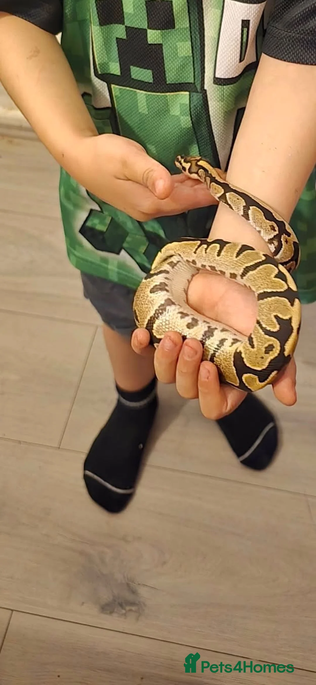 Python Snake reptiles for sale: Ball python male - Advert 2