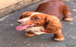 Cocker Spaniel dogs for sale: Gorgeous cocker spaniel puppies  - Image 5