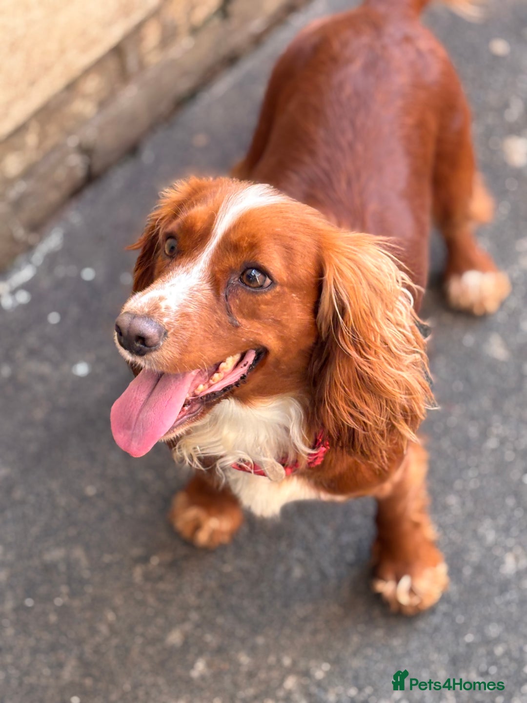 Cocker Spaniel dogs for sale: Gorgeous cocker spaniel puppies  - Image 5