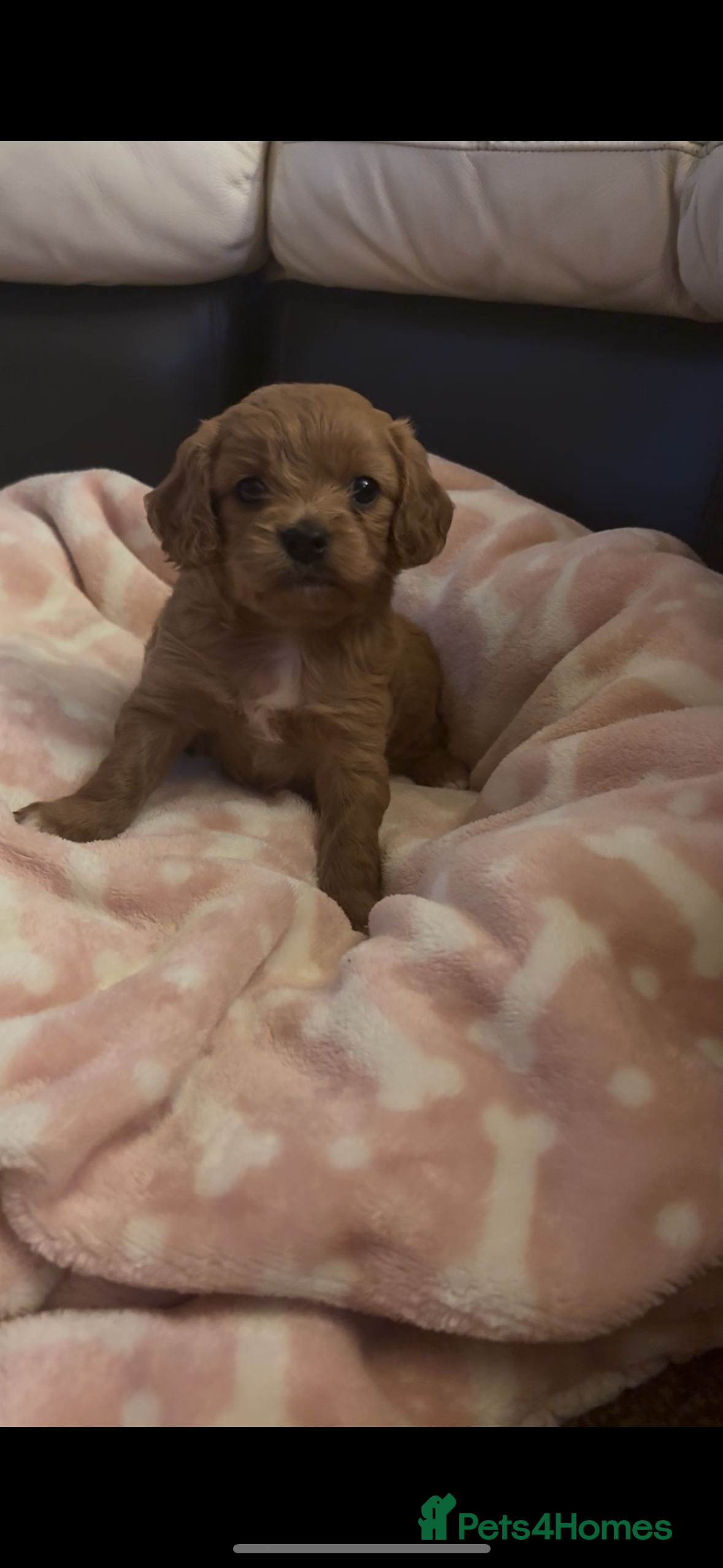 Cavapoo dogs F1 Toy Cavapoo Puppy’s! - Advert 5