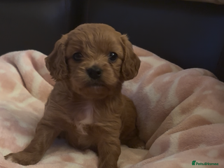 Cavapoo dogs F1 Toy Cavapoo Puppy’s! - Advert 5