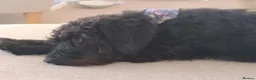 Schnoodle dogs for sale: Miniature Snoodle F1 for Rehoming - Advert 3