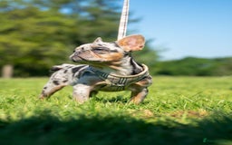 French Bulldog dogs for sale: 🐾Female Merle French bulldog💖 - Image 6