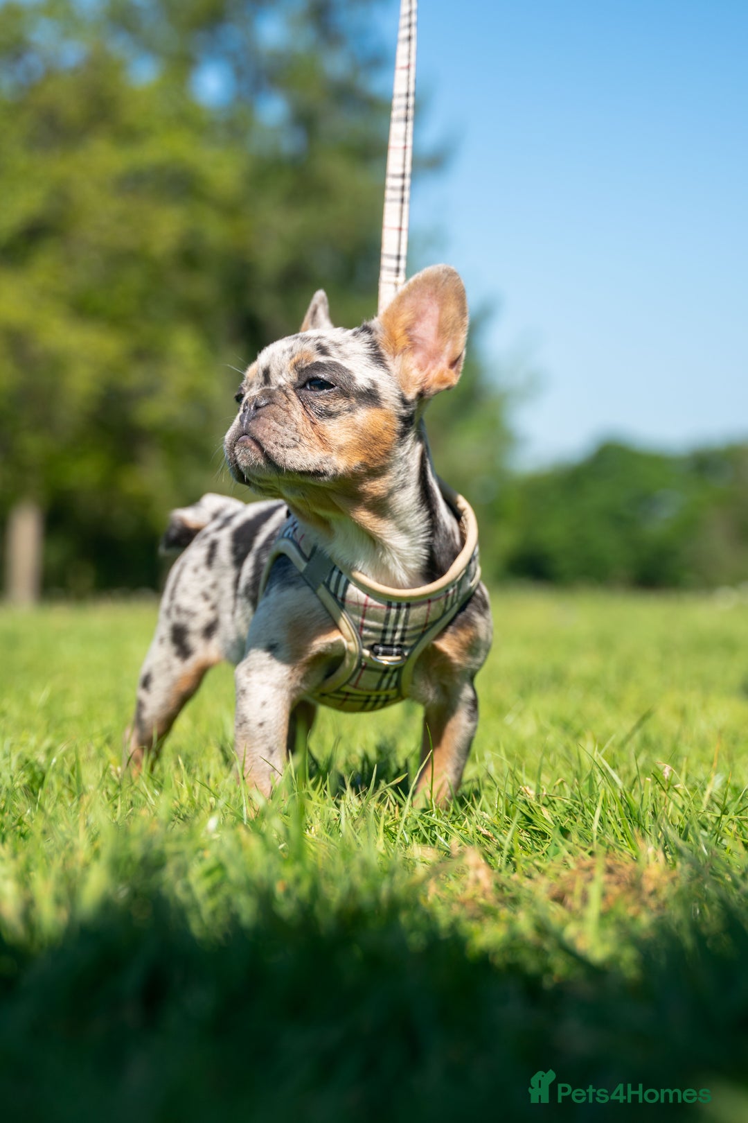 French Bulldog dogs for sale: 🐾Female Merle French bulldog💖 - Image 6