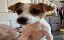 Jack Russell dogs for sale: Stunning Jack Russel girl Puppy - Image 7