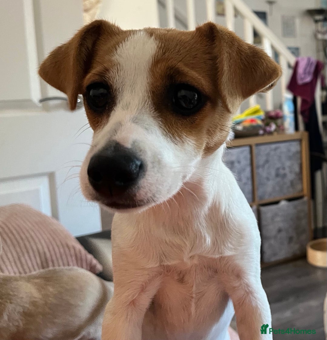 Jack Russell dogs for sale: Stunning Jack Russel girl Puppy - Image 7