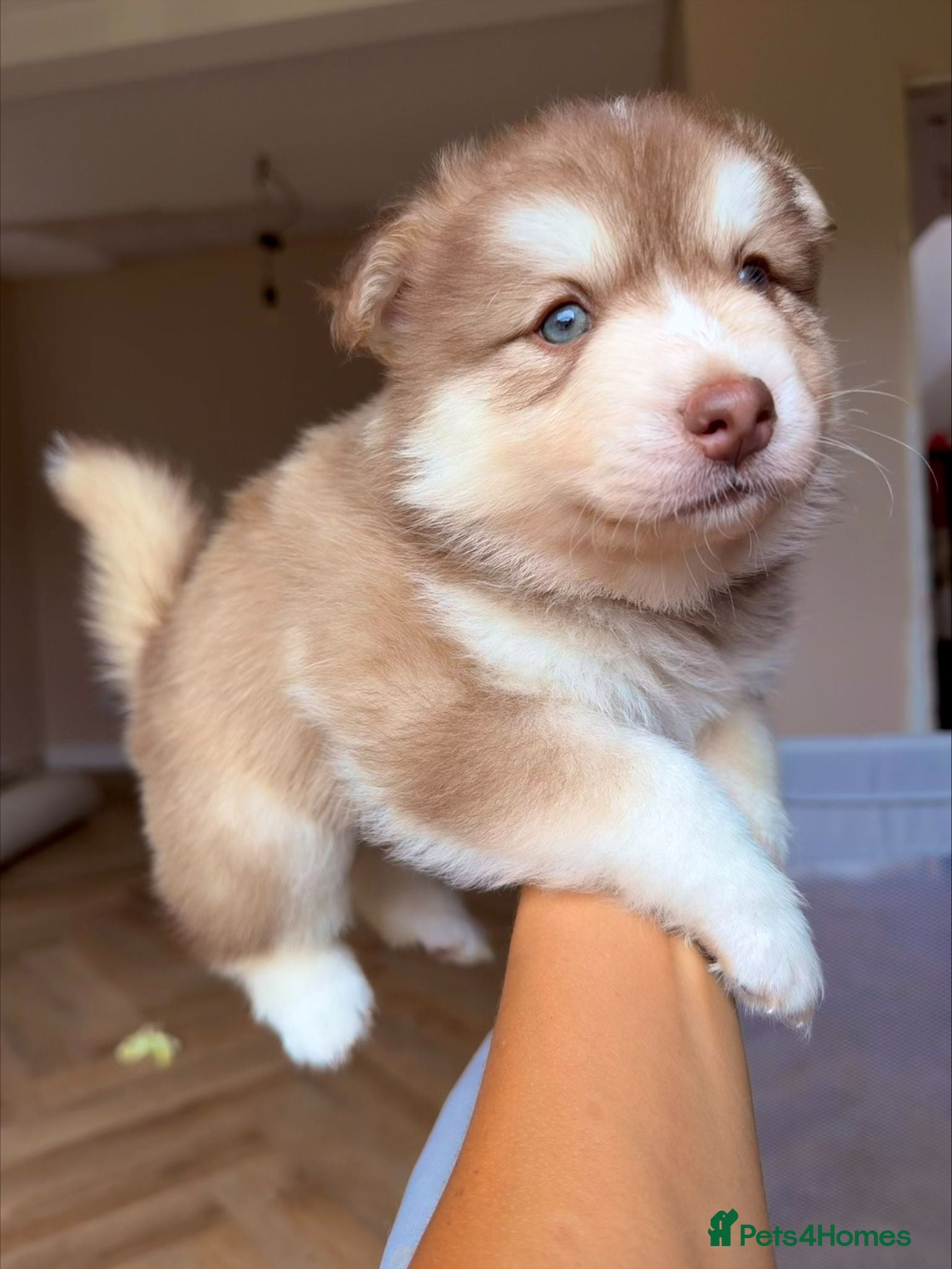 Pomsky dogs *Last Pups reduced* 🇺🇸 Lines Rare Chocolate F3s - Advert 3