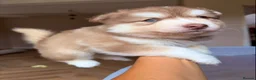 Pomsky dogs for sale: *Ready 1 week* 🇺🇸 Lines Rare Chocolate F3s  - Advert 2