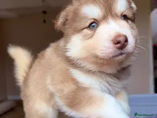 Pomsky dogs *Last Pups reduced* 🇺🇸 Lines Rare Chocolate F3s - Advert 3