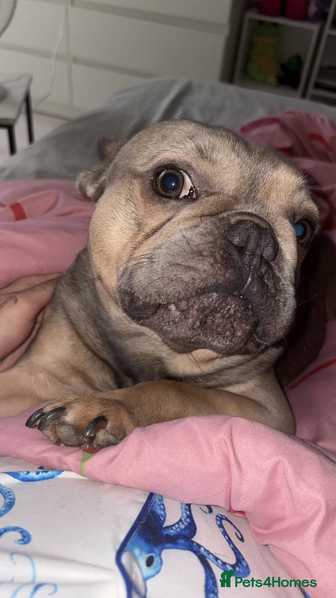 French Bulldog dogs for sale: Frenchie in Bootle - Advert 2