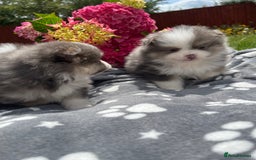 Pomeranian dogs for sale: Russian bloodline, Pomeranian puppies  - Image 10