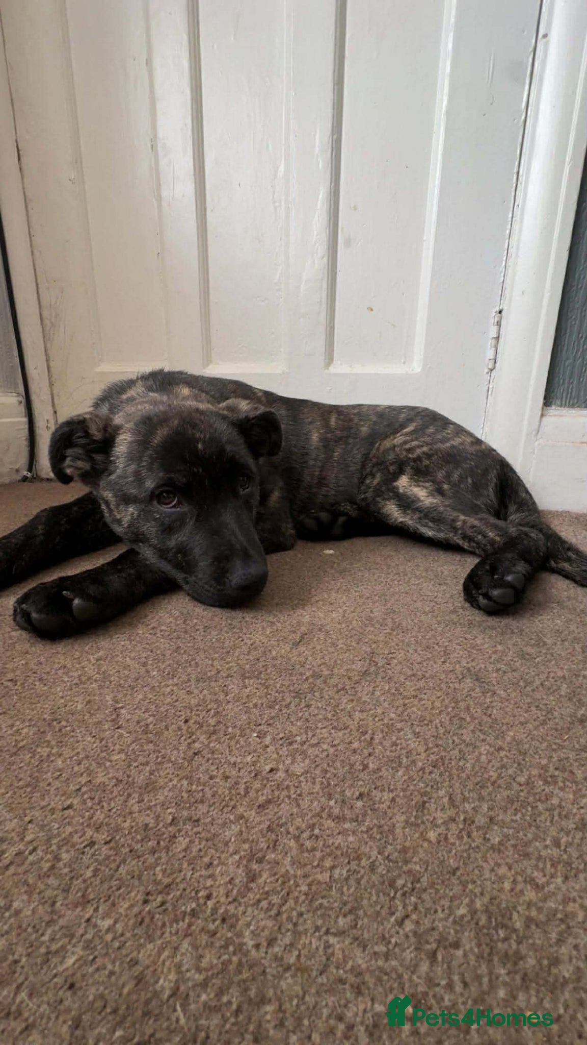 Mixed Breed dogs 18 week old staff x German Shepherd male  - Advert 1