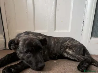 Mixed Breed dogs 18 week old staff x German Shepherd male - Advert 2
