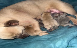 French Bulldog dogs for sale: Fluffy & testable frenchies - Image 13