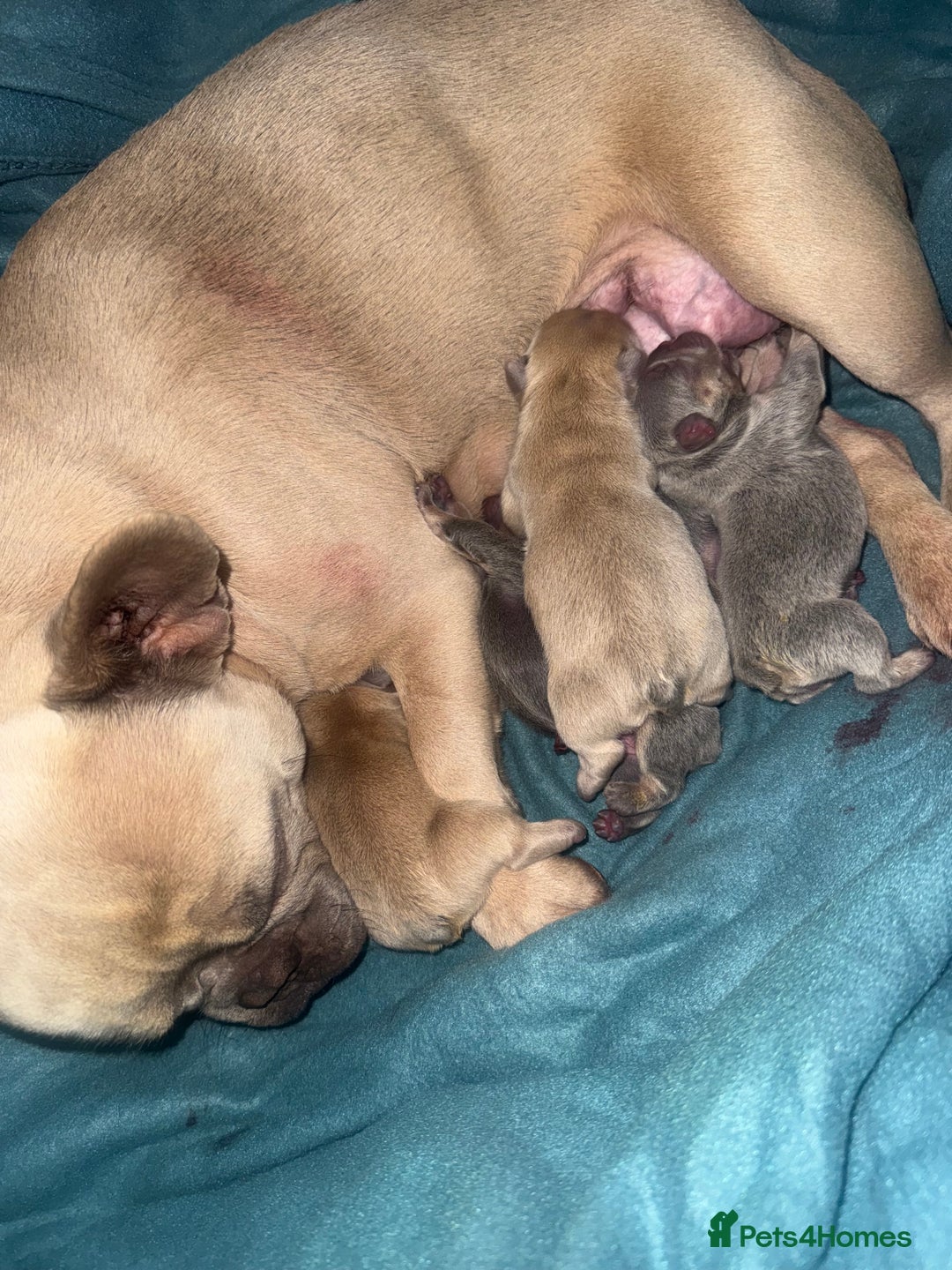 French Bulldog dogs for sale: Fluffy & testable frenchies - Image 13