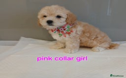 Maltipoo dogs for sale: Stunning maltipoo pups  - Image 3