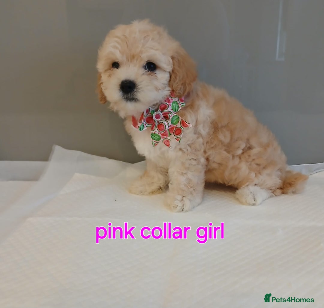 Maltipoo dogs for sale: Stunning maltipoo pups  - Image 3