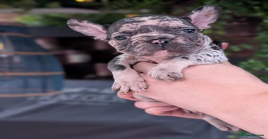French Bulldog dogs - Advert 11