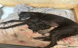 Lurcher dogs for sale: Lurcher puppy for sale - Image 9
