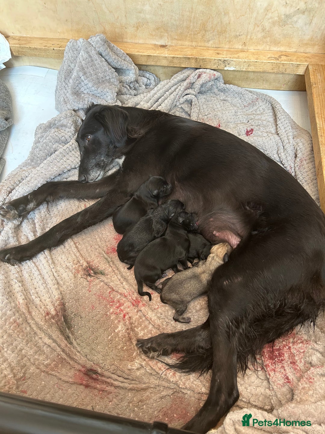 Lurcher dogs for sale: Lurcher puppy for sale - Image 9