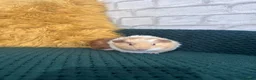 Guinea Pig rodents for sale: Two baby boars  in Emsworth - Advert 7
