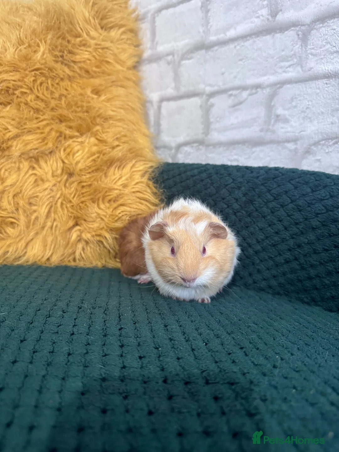 Guinea Pig rodents for sale: Two baby boars  in Emsworth - Advert 7