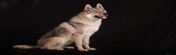Saarloos Wolfdog dogs for stud: Stud Czechoslovakian wolfdog in Birmingham - Advert 7