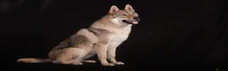 Saarloos Wolfdog dogs for stud: Stud Czechoslovakian wolfdog in Birmingham - Advert 7
