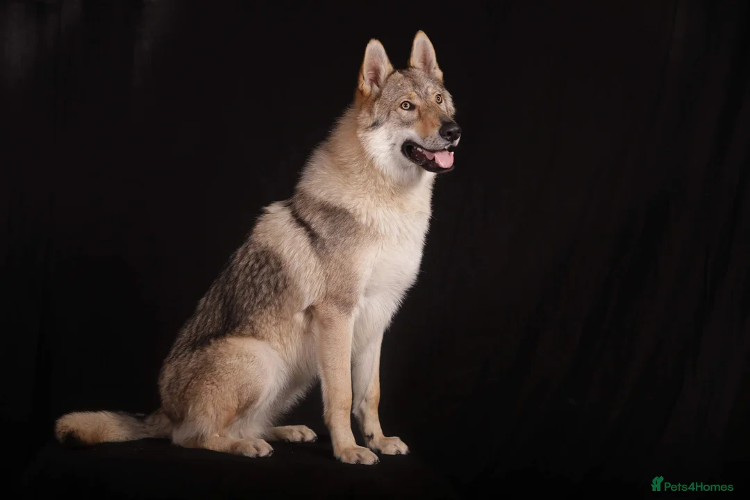 Saarloos Wolfdog dogs for stud: Stud Czechoslovakian wolfdog in Birmingham - Advert 7