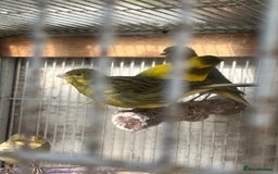 Canaries birds for sale: Canaries available  - Image 4