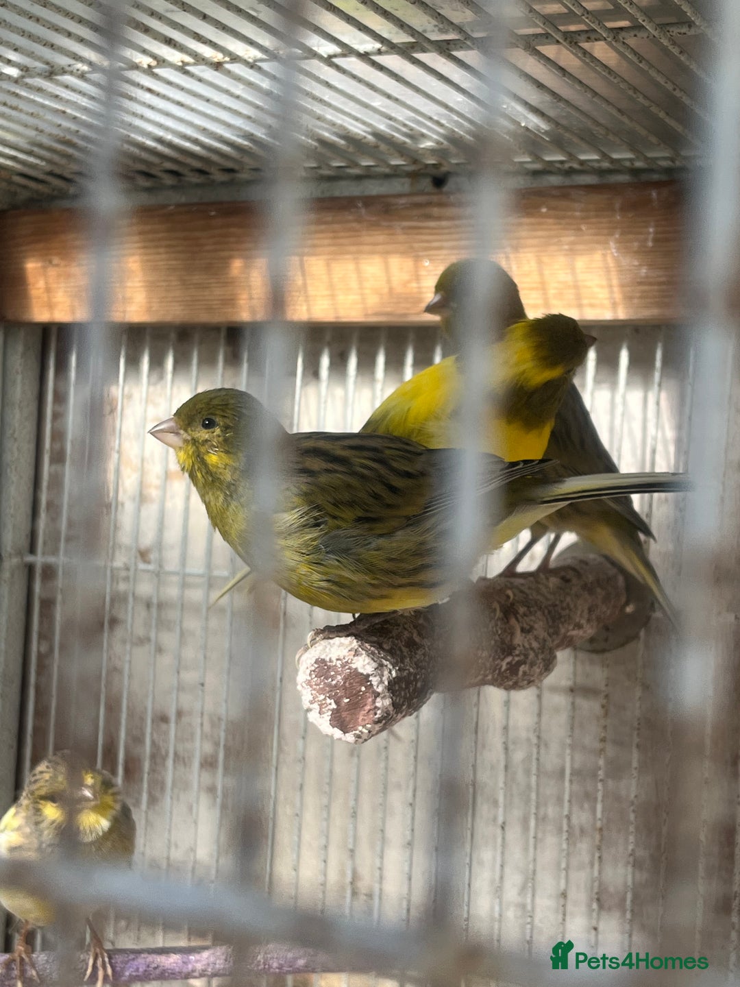 Canaries birds for sale: Canaries available  - Image 4