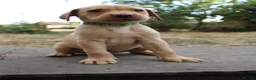 Labrador Retriever dogs for sale: Fox Red KC Labrador Puppies - Advert 10