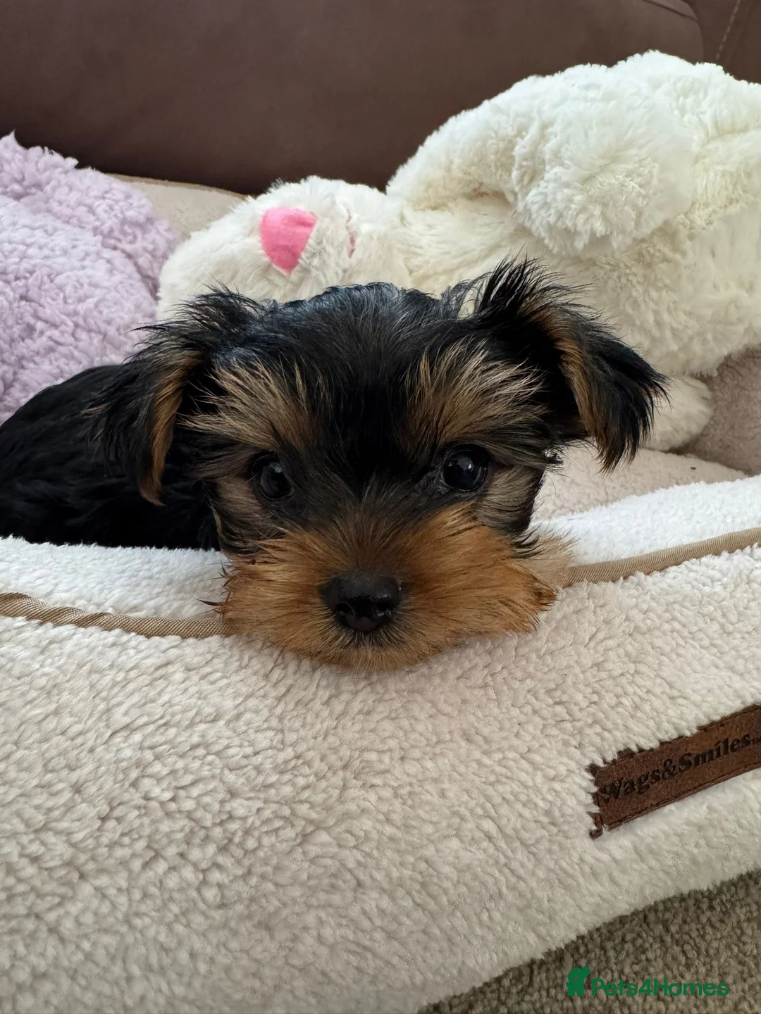 Yorkshire Terrier dogs for sale: Yorkie puppy - 6 months old  - Advert 4