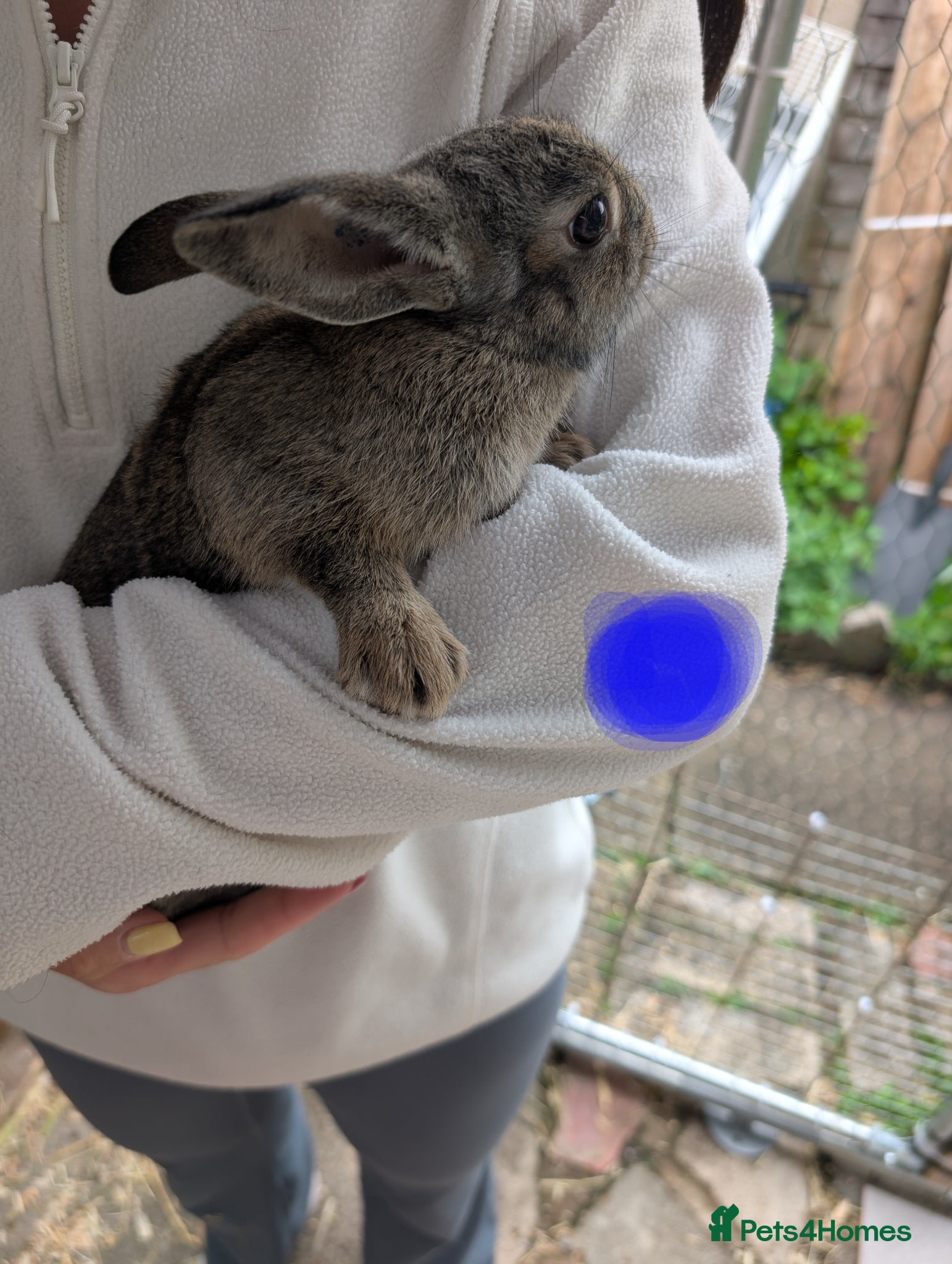 Mixed Breed rabbits for sale: Baby rabbits  - Advert 6