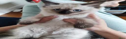Ragdoll cats for sale: 💙Rare Seal Point Purebred Ragdoll Kitten💙  - Advert 1