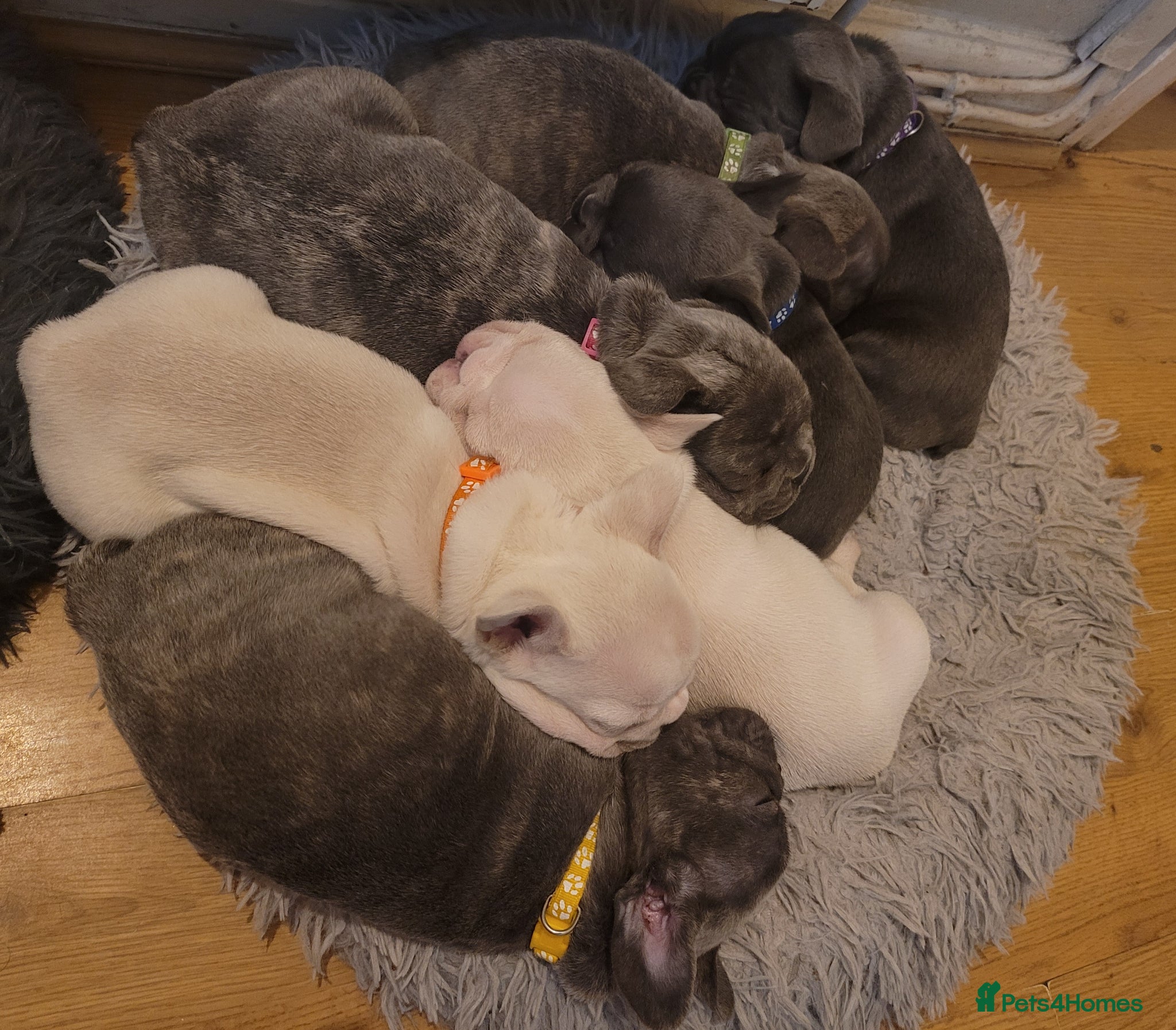 French Bulldog dogs Frenchie babies looking for their forever homes - Advert 1