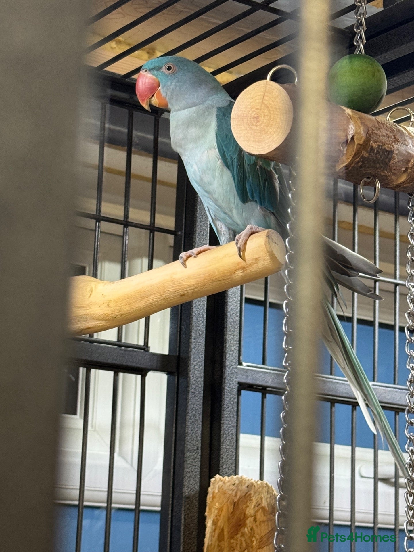 Parrots birds Blue female alexandrine for sale - Advert 22